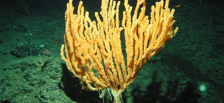 Bamboo corals